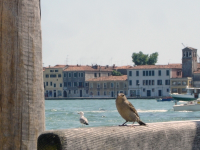 Daniele Tonon