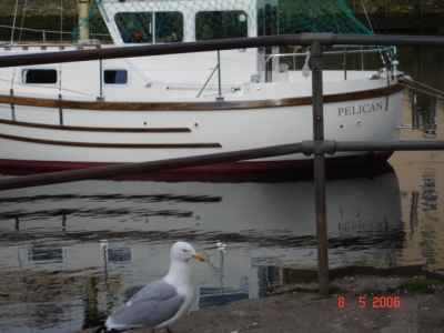 Jess Rotas