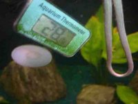 184_camwireinfishtank.jpg