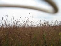 184_prairiegrasswithcamerastrap.jpg