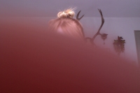 496_celinekriebs.jpg